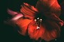 A6 Greeting Cards - Amaryllis